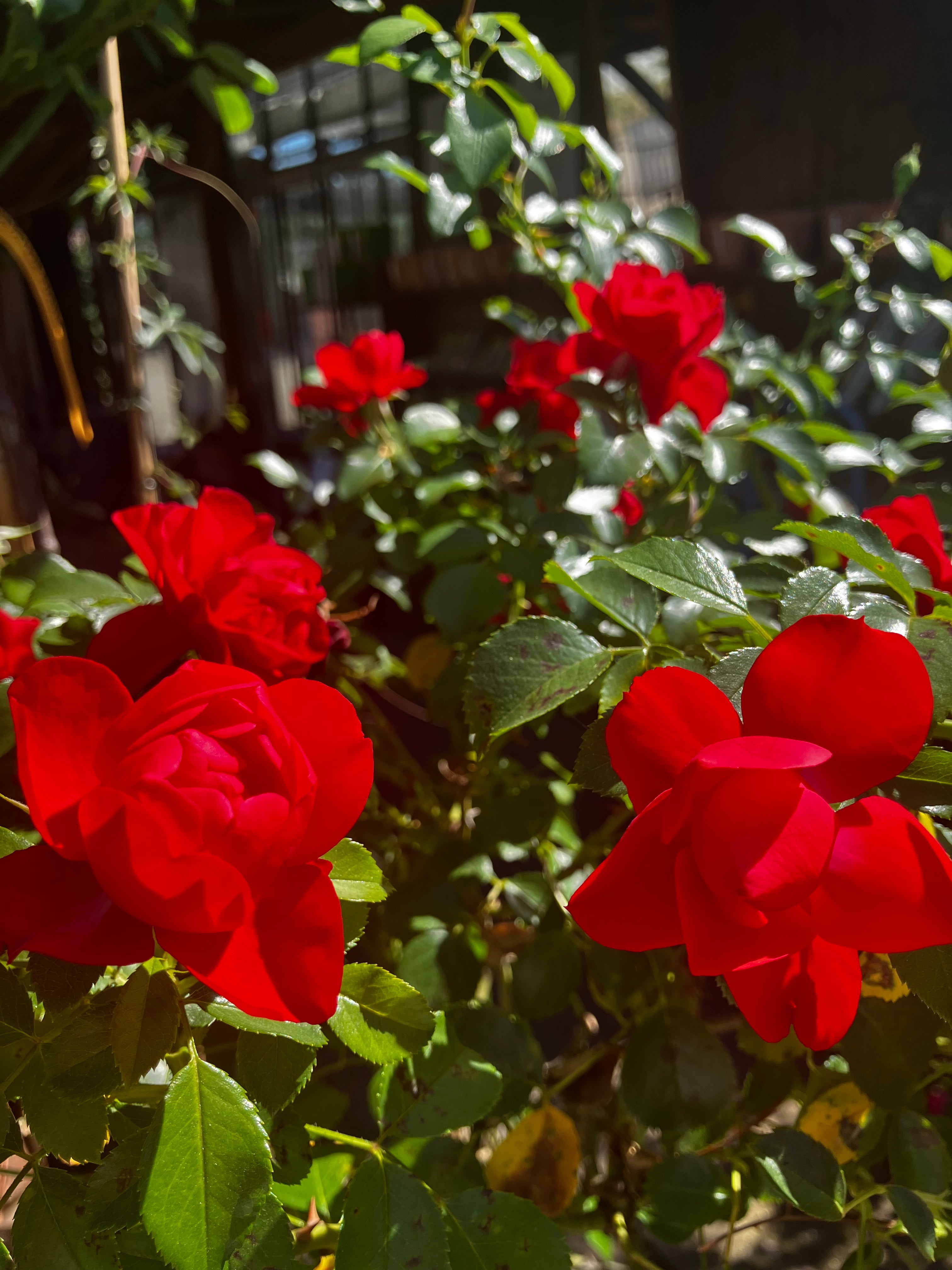 Kleinstrauchrose 'Sorrento'® / Rosa 'Sorrento'®